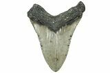 Fossil Megalodon Tooth - North Carolina #319905-2